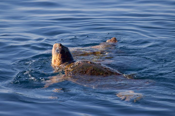 a dog swimming in a body of water